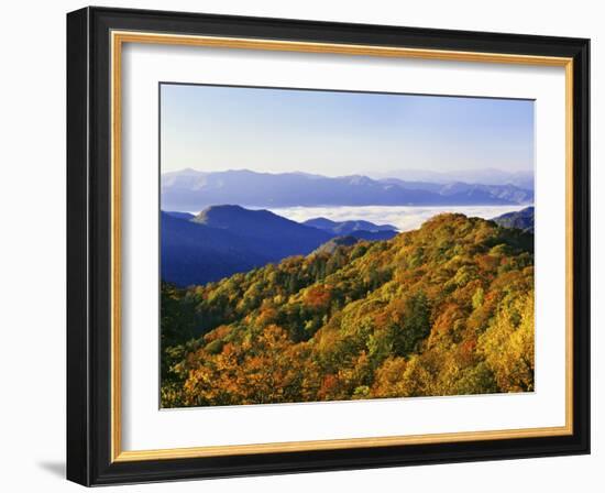 Forest in Autumn Color from Shot Beech Ridge, Great Smoky Mountains National Park, North Carolina-Dennis Flaherty-Framed Photographic Print