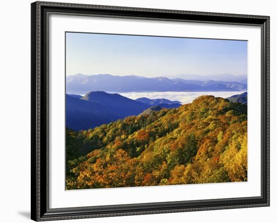 Forest in Autumn Color from Shot Beech Ridge, Great Smoky Mountains National Park, North Carolina-Dennis Flaherty-Framed Photographic Print