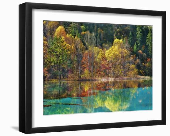 Forest in autumn colours, Sichuan, China-Frank Krahmer-Framed Art Print