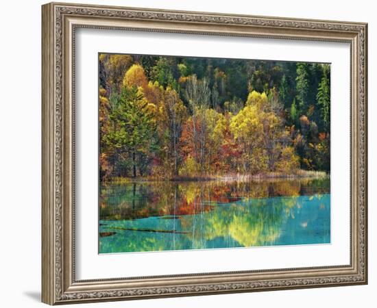 Forest in autumn colours, Sichuan, China-Frank Krahmer-Framed Art Print