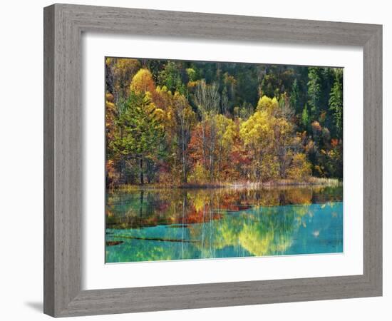 Forest in autumn colours, Sichuan, China-Frank Krahmer-Framed Art Print