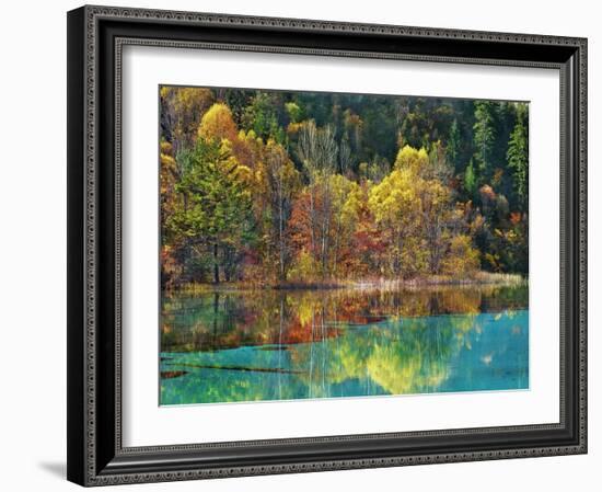 Forest in autumn colours, Sichuan, China-Frank Krahmer-Framed Art Print