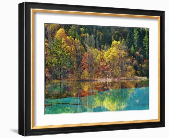 Forest in autumn colours, Sichuan, China-Frank Krahmer-Framed Art Print