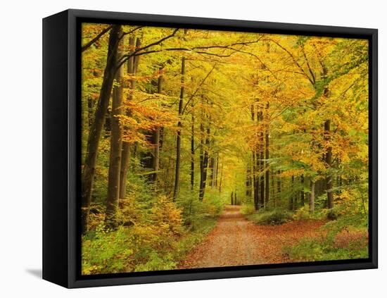 Forest in Autumn, Schoenbuch, Baden-Wurttemberg, Germany, Europe-Jochen Schlenker-Framed Premier Image Canvas