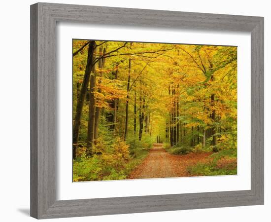 Forest in Autumn, Schoenbuch, Baden-Wurttemberg, Germany, Europe-Jochen Schlenker-Framed Photographic Print