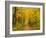 Forest in Autumn, Schoenbuch, Baden-Wurttemberg, Germany, Europe-Jochen Schlenker-Framed Photographic Print