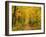 Forest in Autumn, Schoenbuch, Baden-Wurttemberg, Germany, Europe-Jochen Schlenker-Framed Photographic Print