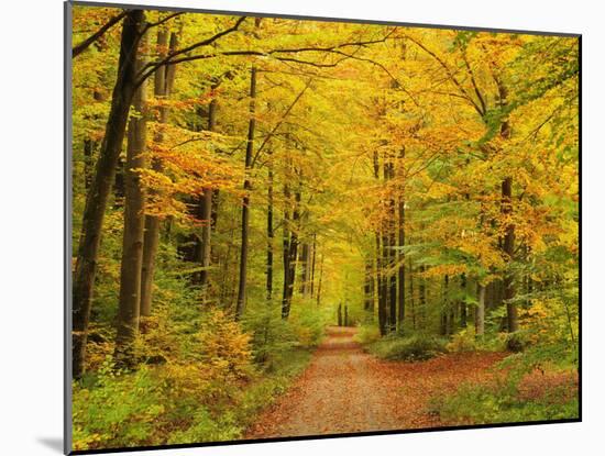 Forest in Autumn, Schoenbuch, Baden-Wurttemberg, Germany, Europe-Jochen Schlenker-Mounted Photographic Print