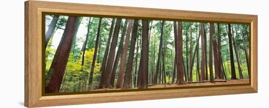 Forest in early morning, Wetlands, Northern Highlands, Nicolet National Forest, Wisconsin, USA-null-Framed Premier Image Canvas