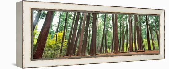 Forest in early morning, Wetlands, Northern Highlands, Nicolet National Forest, Wisconsin, USA-null-Framed Premier Image Canvas