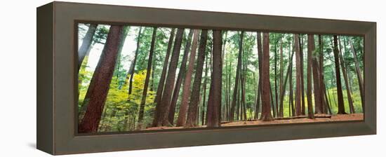 Forest in early morning, Wetlands, Northern Highlands, Nicolet National Forest, Wisconsin, USA-null-Framed Premier Image Canvas