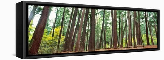 Forest in early morning, Wetlands, Northern Highlands, Nicolet National Forest, Wisconsin, USA-null-Framed Premier Image Canvas