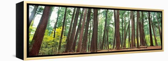 Forest in early morning, Wetlands, Northern Highlands, Nicolet National Forest, Wisconsin, USA-null-Framed Premier Image Canvas