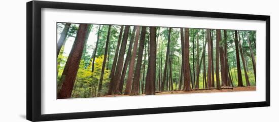 Forest in early morning, Wetlands, Northern Highlands, Nicolet National Forest, Wisconsin, USA-null-Framed Photographic Print