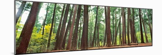 Forest in early morning, Wetlands, Northern Highlands, Nicolet National Forest, Wisconsin, USA-null-Mounted Photographic Print