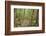 Forest in Fiordland National Park, Te Anau, New Zealand-Paul Dymond-Framed Photographic Print