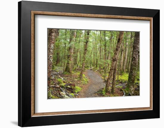 Forest in Fiordland National Park, Te Anau, New Zealand-Paul Dymond-Framed Photographic Print