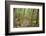 Forest in Fiordland National Park, Te Anau, New Zealand-Paul Dymond-Framed Photographic Print