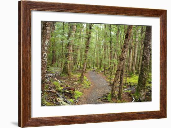 Forest in Fiordland National Park, Te Anau, New Zealand-Paul Dymond-Framed Photographic Print