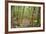 Forest in Fiordland National Park, Te Anau, New Zealand-Paul Dymond-Framed Photographic Print