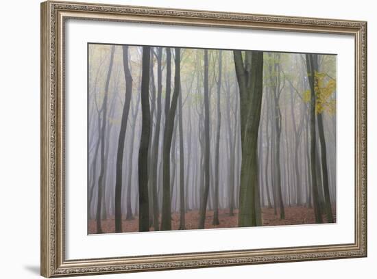 Forest in Fog, Near Frankfurt, Germany, Europe-Miles Ertman-Framed Photographic Print