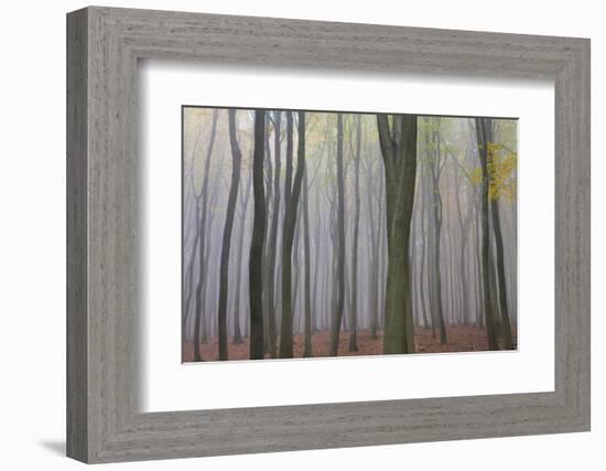 Forest in Fog, Near Frankfurt, Germany, Europe-Miles Ertman-Framed Photographic Print