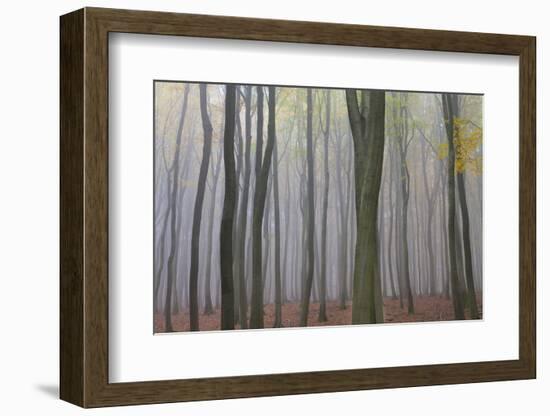 Forest in Fog, Near Frankfurt, Germany, Europe-Miles Ertman-Framed Photographic Print