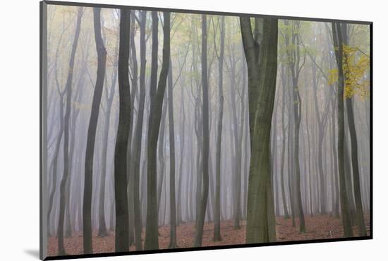 Forest in Fog, Near Frankfurt, Germany, Europe-Miles Ertman-Mounted Photographic Print