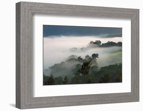 Forest in morning mist, Kibale National Park, Uganda-Keren Su-Framed Photographic Print