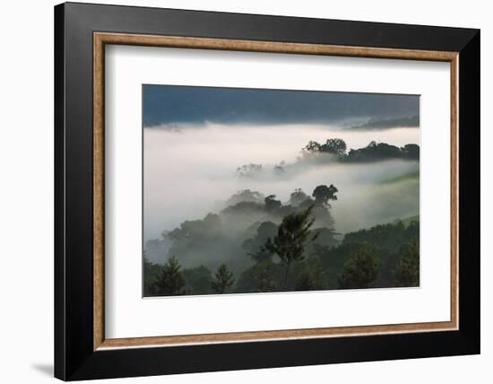 Forest in morning mist, Kibale National Park, Uganda-Keren Su-Framed Photographic Print