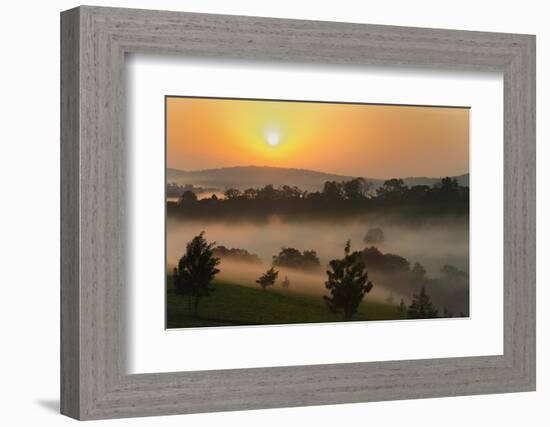 Forest in morning mist, Kibale National Park, Uganda-Keren Su-Framed Photographic Print