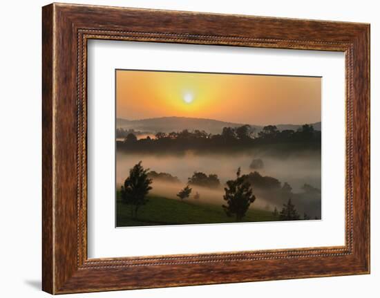 Forest in morning mist, Kibale National Park, Uganda-Keren Su-Framed Photographic Print