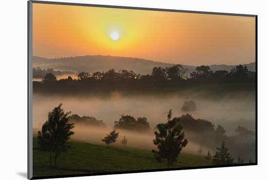 Forest in morning mist, Kibale National Park, Uganda-Keren Su-Mounted Photographic Print