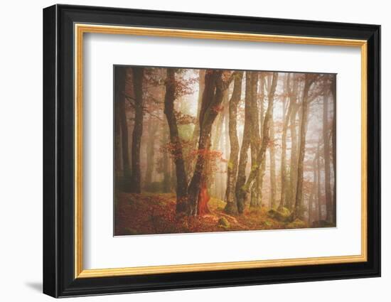 Forest in Mystical Light-Philippe Sainte-Laudy-Framed Photographic Print