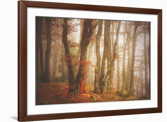 Forest in Mystical Light-Philippe Sainte-Laudy-Framed Photographic Print