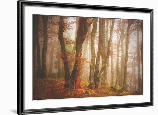 Forest in Mystical Light-Philippe Sainte-Laudy-Framed Photographic Print