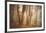 Forest in Mystical Light-Philippe Sainte-Laudy-Framed Photographic Print