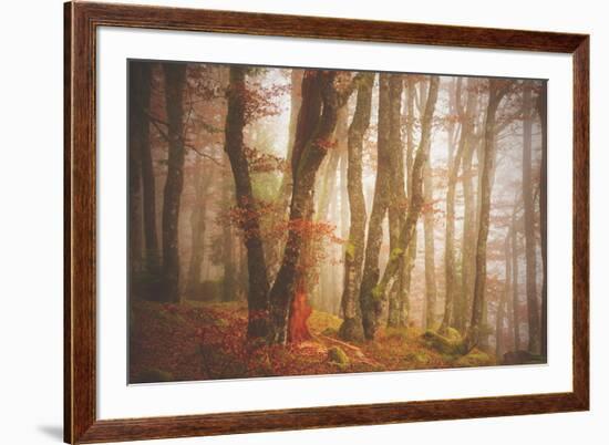 Forest in Mystical Light-Philippe Sainte-Laudy-Framed Photographic Print