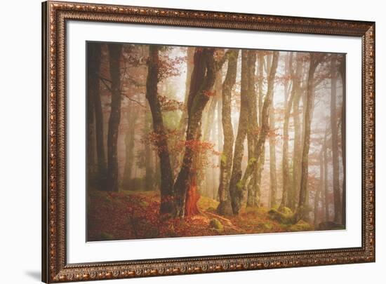 Forest in Mystical Light-Philippe Sainte-Laudy-Framed Photographic Print