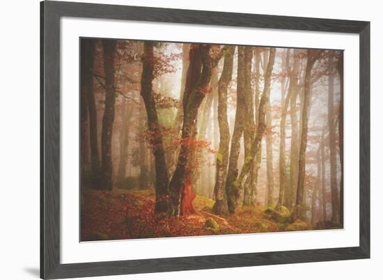 Forest in Mystical Light-Philippe Sainte-Laudy-Framed Photographic Print