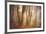 Forest in Mystical Light-Philippe Sainte-Laudy-Framed Photographic Print