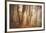 Forest in Mystical Light-Philippe Sainte-Laudy-Framed Photographic Print