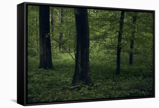 Forest in spring, dark, old trees-Axel Killian-Framed Stretched Canvas