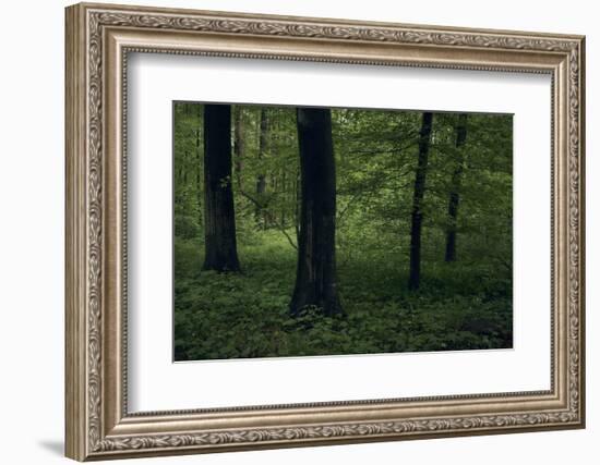 Forest in spring, dark, old trees-Axel Killian-Framed Photographic Print