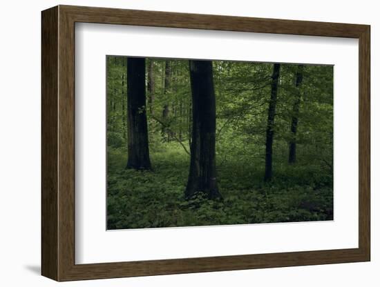 Forest in spring, dark, old trees-Axel Killian-Framed Photographic Print