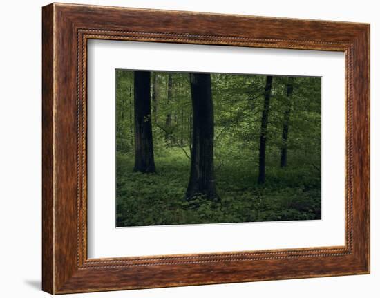 Forest in spring, dark, old trees-Axel Killian-Framed Photographic Print