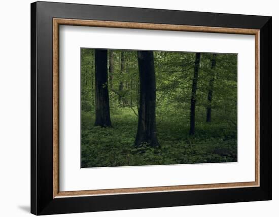 Forest in spring, dark, old trees-Axel Killian-Framed Photographic Print