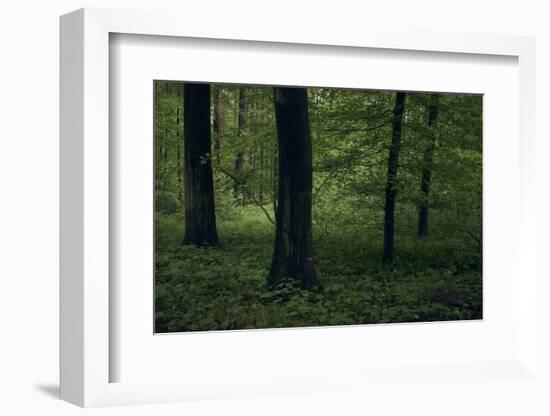 Forest in spring, dark, old trees-Axel Killian-Framed Photographic Print