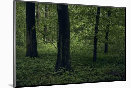 Forest in spring, dark, old trees-Axel Killian-Mounted Photographic Print