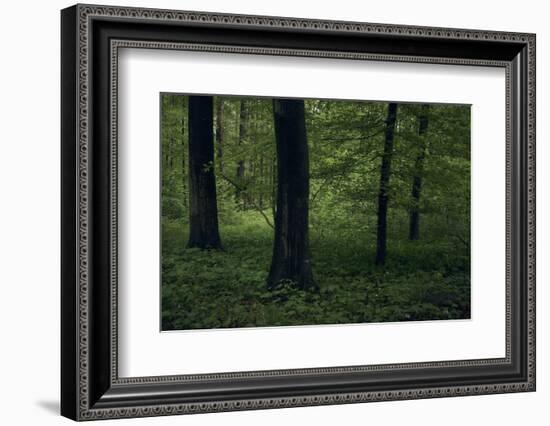 Forest in spring, dark, old trees-Axel Killian-Framed Photographic Print